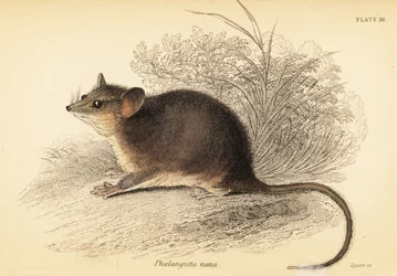 Østlig pygmæpossum, Cercartetus nanus., 1841 (gravering)