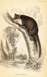 Fjerhalesvævefly, Acrobates pygmaeus. ,1841 (gravering)