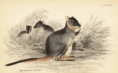 Langfodet potoroo, Potorous longipes. Sårbar., 1841 (gravering)