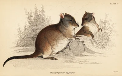 Langnæset potoroo, Potorous tridactylus tridactylus., 1841 (gravering)