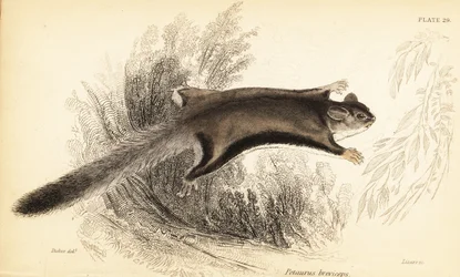 Sukkersvævefly, Petaurus breviceps., 1841 (gravering)