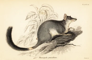 Tuan eller almindelig wambenger, Phascogale tapoatafa. ,1841 (gravering)