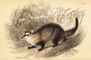 Hvidøret opossum, Didelphis albiventris. ,1841 (gravering)