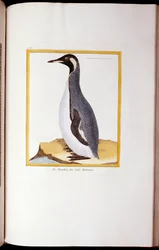 A Penguin, Falklandsøerne, fra "Natural History of Birds", 1770-86