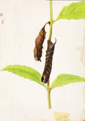 Krøllet dødt blad, der efterligner sfinx-larven, studie til bogen "Concealing Coloration in the Animal Kingdom".