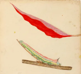 "Mirror-Back"-larve, studie til bogen "Concealing Coloration in the Animal Kingdom" (skjult farve i dyreriget)