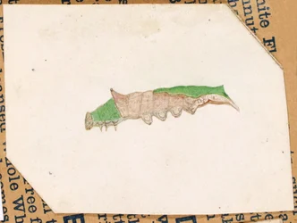Oak Leaf Edge Caterpillar..., begyndelsen af det 20. århundrede.