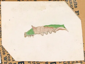 Oak Leaf Edge Caterpillar, studie til bogen Concealing Coloration in the Animal Kingdom (skjulte farver i dyreriget)