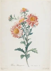 Reine-Marguerite, fra Fleurs Dessinees d