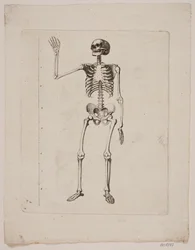 Skelet