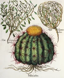 1.Melocactus; 2.Rosa Hiericontea 3.Rosa Hiericontea, fra Hortus Eystettensis af Basil Besler (1561-1629), pub. 1613