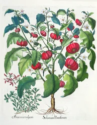 1. Solanum frugt 2. Amaracus vulgaris, fra Hortus Eystettensis af Basil Besler (1561-1629), pub. 1613