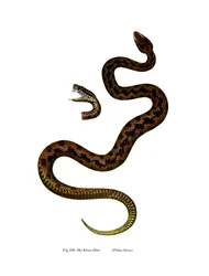 Adder (farve litho)