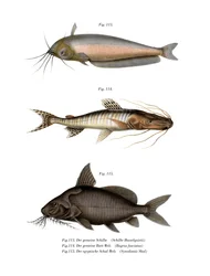 African Butter Catfish (farve litho)