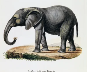 Afrikansk elefant (Elephas africanus), fra pattedyr illustreret fra naturen med beskrivelser, af Johann Christian Daniel von Schreber (1739-1810), gravering af IC Bock efter tegning af A Fleischmann, Tyskland