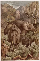 African Elephant, tallerken fra Brehms Dyreliv: Generel viden om Dyrenes rige, bind 3, s. 9, udgivet af Bibliografisk Institut, 1891