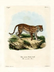 Afrikansk vildkat (farvet indgravering)