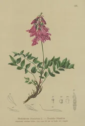 Almindelig (Hedysarum obscurum, Hedysarum hedysaroides)