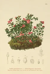 Almindelig Azalea (Azalea procumbens, Loiseleuria procumbens, Kalmia procumbens)