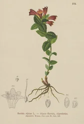 Alpine Bartsia (Bartsia alpina)