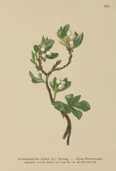 Bjørnebær (Arctostaphylos alpina, Arctostaphylos alpinus)