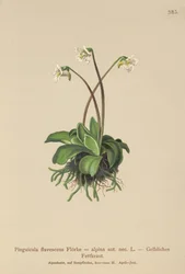 Almindelig smørhat (Pinguicula flavescens, Pinguicula alpina)