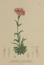 Almindelig fluesvirreflue (Lychnis alpina, Silene suecica)