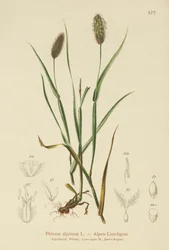 Alpe-timothe (Phleum alpinum)