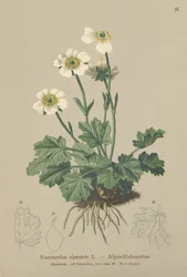 Almindelig Kragefod (Ranunculus alpestris)