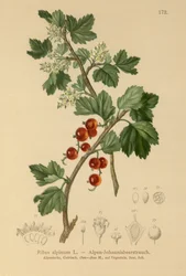 Almindelig solbær (Ribes alpinum)