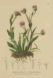 Almindelig Erigeron (Erigeron alpinus)