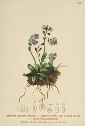 Alpeforglemmigej (Myosotis alpestris, Myosotis silvatica)