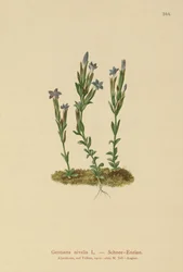 Alpin Ensian (Gentiana nivalis)