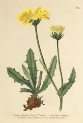Almindelig høgeskæg (Crepis alpestris)