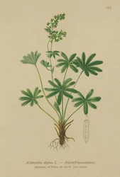 Alpin Ladys-Mantle (Alchemilla alpina)