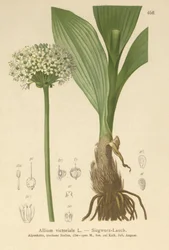 Alpeporre (Allium victorialis, Allium victoriale, Cepa victorialis, Geboscon triphylum, Allium plantagineum, Allium anguinum)