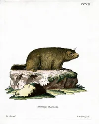 Alpine murmeldyr (farvet gravering)