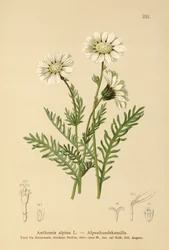 Almindelig majgræs (Anthemis alpina, Achillea oxyloba subsp. schuri)