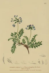 Almindelig mælkebøtte (Astragalus alpinus, Phaca astragalina)