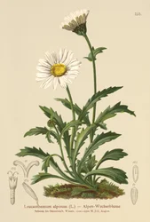 Alpine Moon Daisy (Leucanthemum alpinum, Leucanthemopsis alpina, Chrysanthemum alpinum, Tanacetum alpinum)