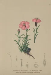 Alpine Pink (Dianthus alpinus)