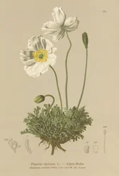 Alpeblomst (Papaver alpinum, subsp. alpinum)