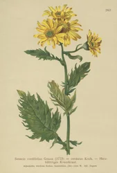 Almindelig Ragwort (Senecio cordifolius, Senecio cordatus, Senecio alpinus, Senecio alpinus, Jacobaea alpina)