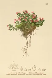 Alpine Rock Jasmin (Androsace glacialis, Androsace alpina)