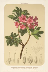 Alpe-rose (Rhododendron hirsutum)