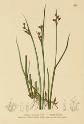 Almindelig rype (Juncus alpinus, Juncus alpinoarticulatus)