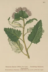 Almindelig savurt (Saussurea discolor)