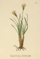Alpe-sedge (Carex curvula)