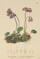 Alpin sneklokke (Soldanella alpina)