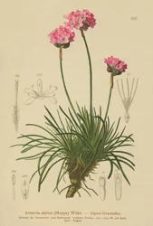 Almindelig Trifli (Armeria alpina)